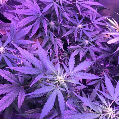 Auto Lemon Skunk growlog timeline photo