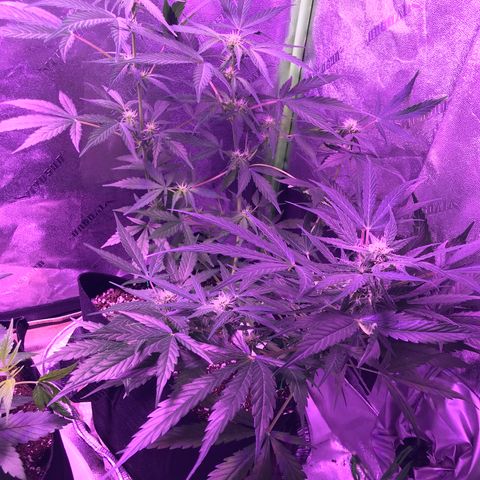 Auto Lemon Skunk growlog timeline photo