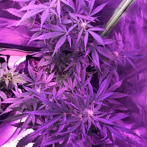 Auto Lemon Skunk growlog timeline photo