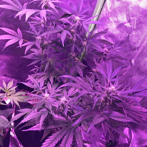 Auto Lemon Skunk growlog timeline photo