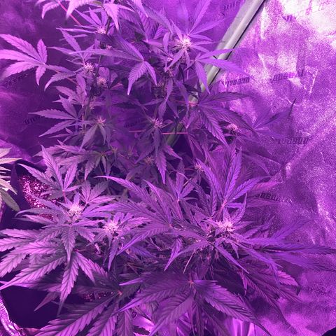 Auto Lemon Skunk growlog timeline photo