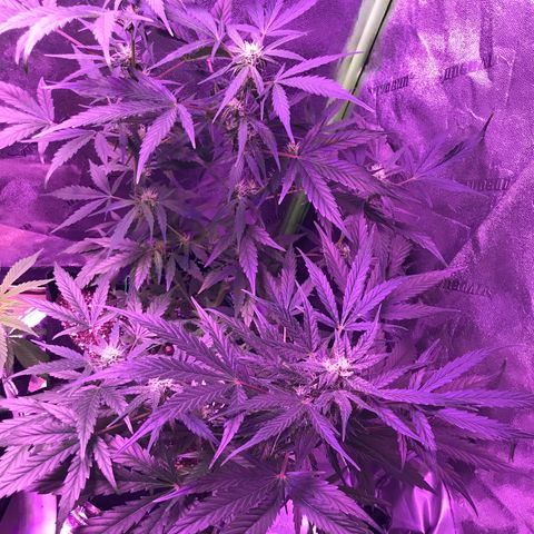 Auto Lemon Skunk growlog timeline photo