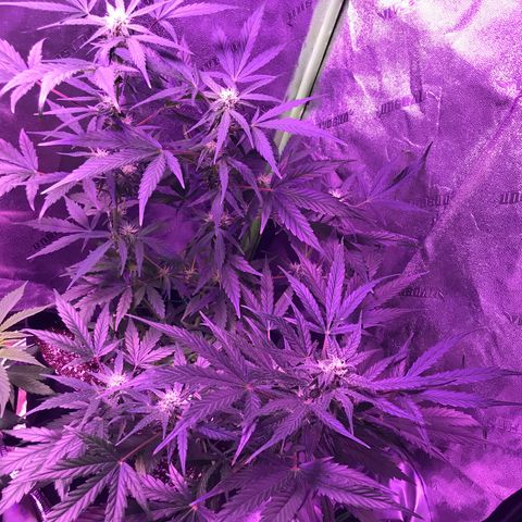 Auto Lemon Skunk growlog timeline photo