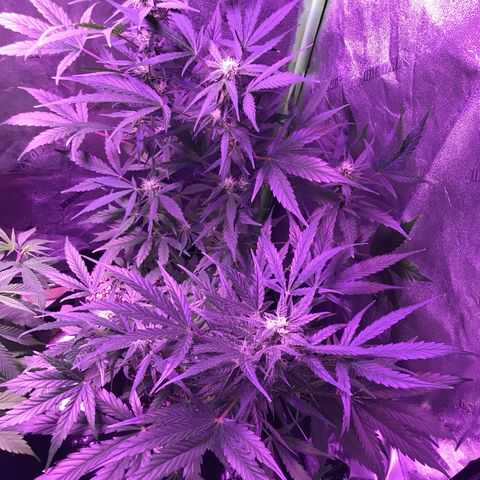 Auto Lemon Skunk growlog timeline photo