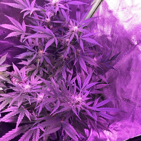 Auto Lemon Skunk growlog timeline photo