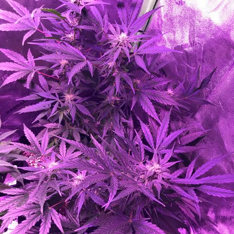 Auto Lemon Skunk growlog timeline photo