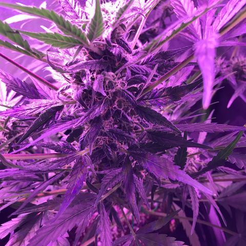 Auto Lemon Skunk growlog timeline photo