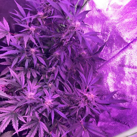 Auto Lemon Skunk growlog timeline photo