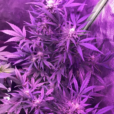 Auto Lemon Skunk growlog timeline photo