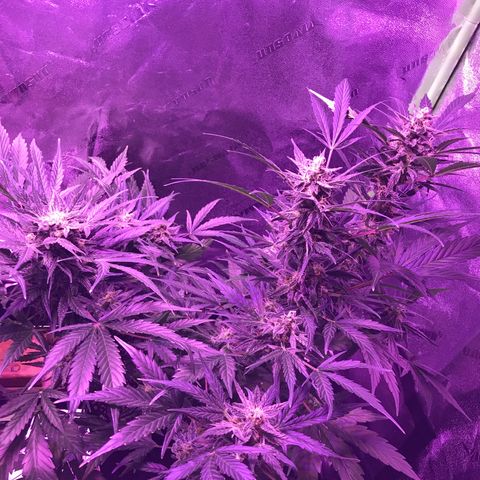 Auto Lemon Skunk growlog timeline photo