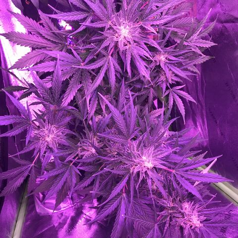 Auto Lemon Skunk growlog timeline photo