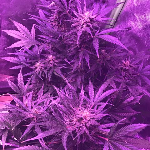 Auto Lemon Skunk growlog timeline photo
