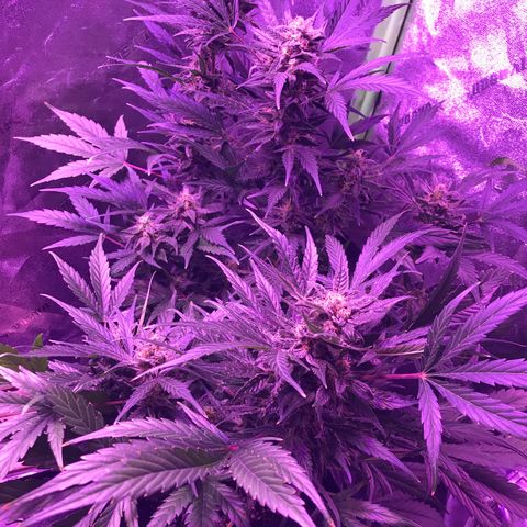 Auto Lemon Skunk growlog timeline photo