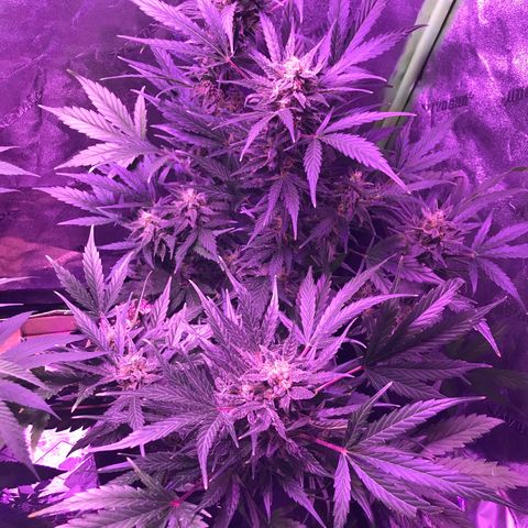 Auto Lemon Skunk growlog timeline photo
