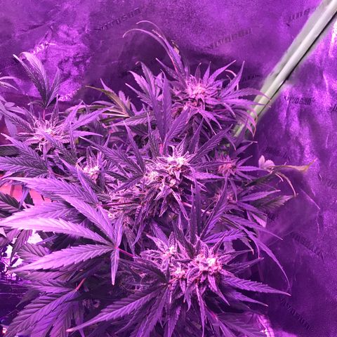 Auto Lemon Skunk growlog timeline photo