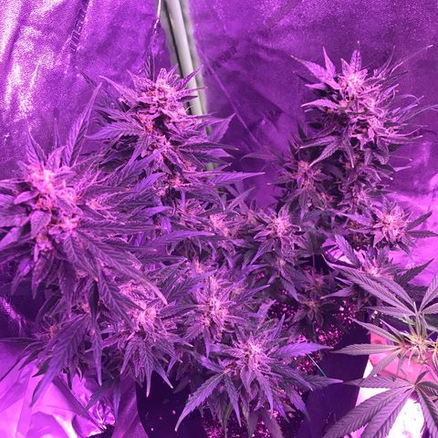 Auto Lemon Skunk growlog timeline photo