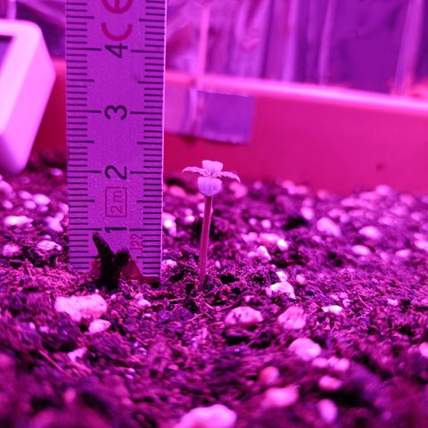 Auto White Widow growlog timeline photo