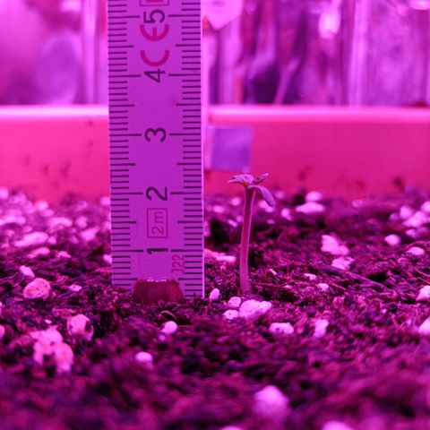 Diesel Auto growlog timeline photo