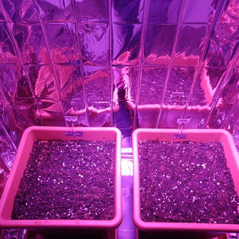 Auto White Widow growlog timeline photo