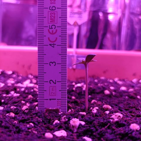Diesel Auto growlog timeline photo