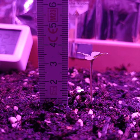 Auto White Widow growlog timeline photo