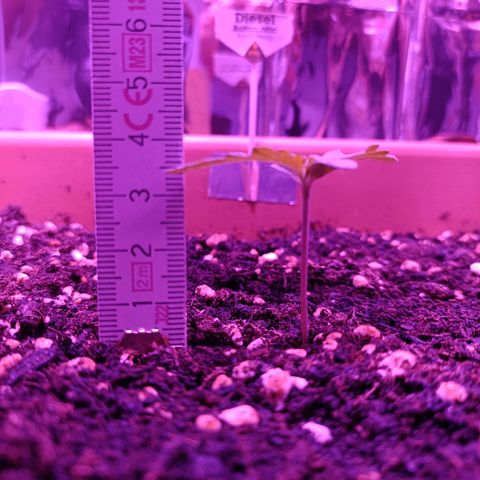 Diesel Auto growlog timeline photo