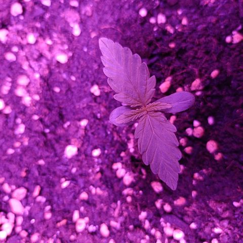 Diesel Auto growlog timeline photo