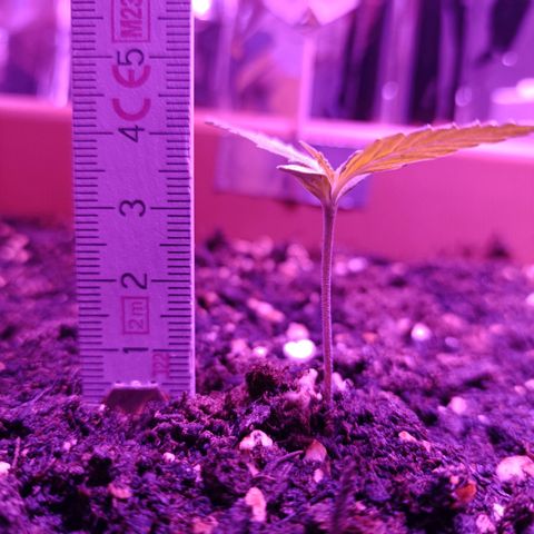 Auto White Widow growlog timeline photo