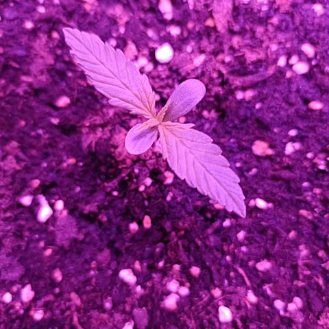 Auto White Widow growlog timeline photo