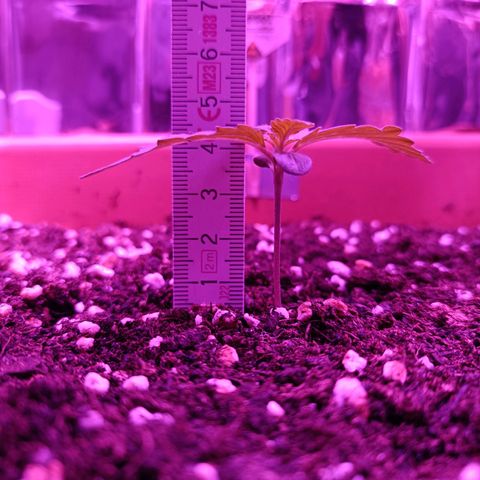 Diesel Auto growlog timeline photo