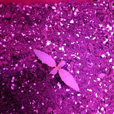 Auto White Widow growlog timeline photo