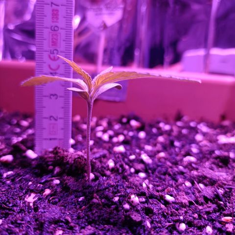 Auto White Widow growlog timeline photo