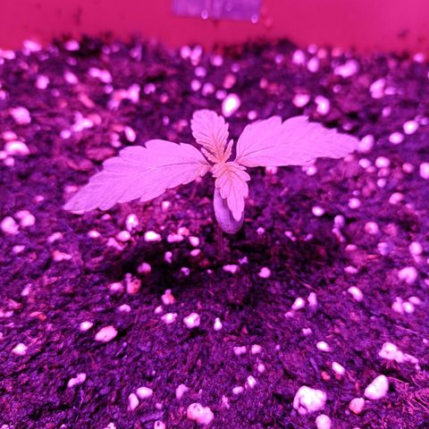 Diesel Auto growlog timeline photo