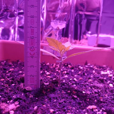 Auto White Widow growlog timeline photo