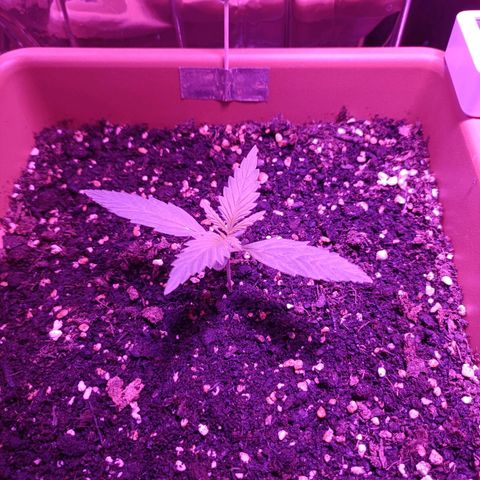Auto White Widow growlog timeline photo