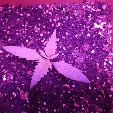 Auto White Widow growlog timeline photo