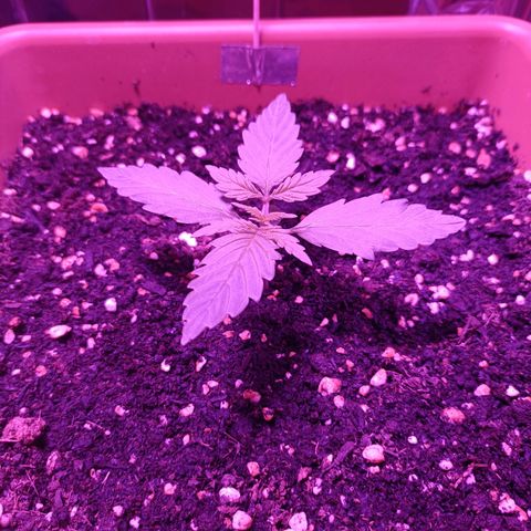 Diesel Auto growlog timeline photo