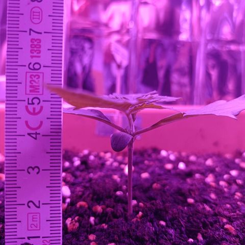 Diesel Auto growlog timeline photo