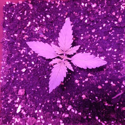 Diesel Auto growlog timeline photo