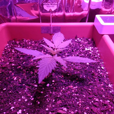 Auto White Widow growlog timeline photo