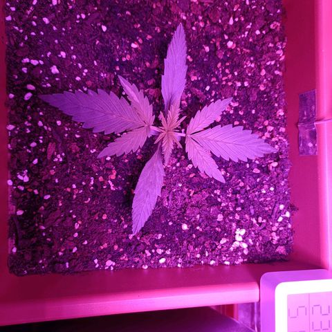 Auto White Widow growlog timeline photo