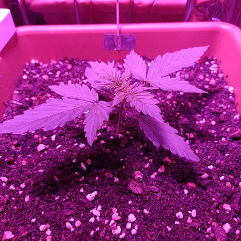 Diesel Auto growlog timeline photo