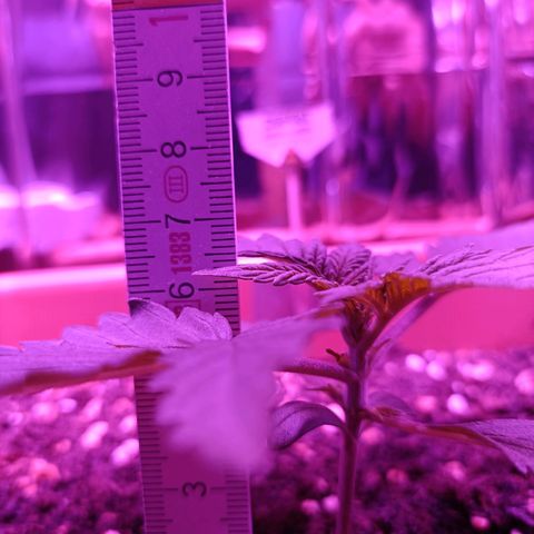 Diesel Auto growlog timeline photo