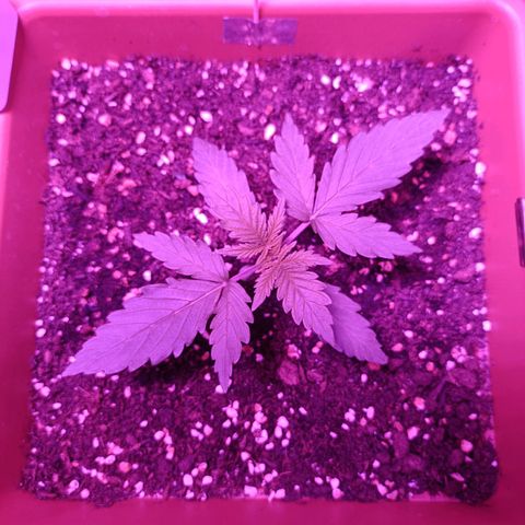 Diesel Auto growlog timeline photo