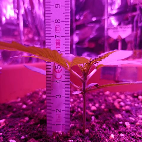 Auto White Widow growlog timeline photo