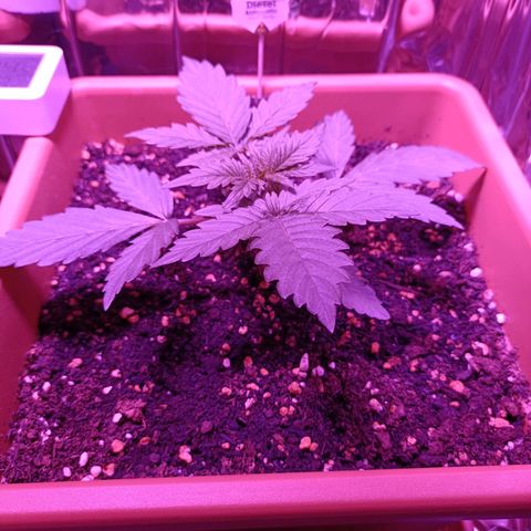 Diesel Auto growlog timeline photo