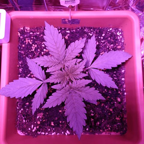 Diesel Auto growlog timeline photo