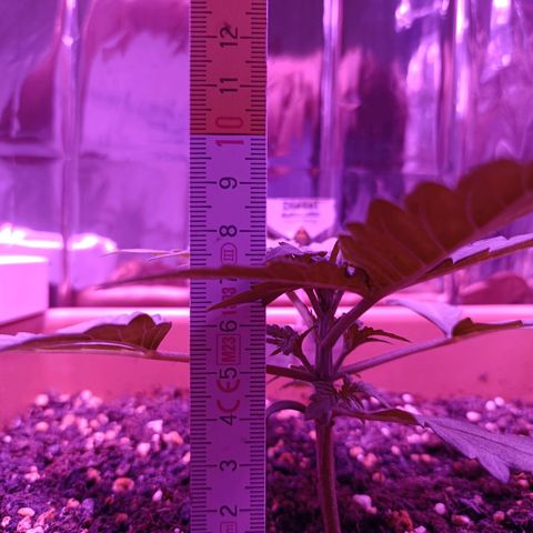Diesel Auto growlog timeline photo
