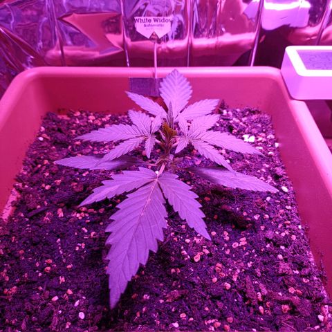 Auto White Widow growlog timeline photo