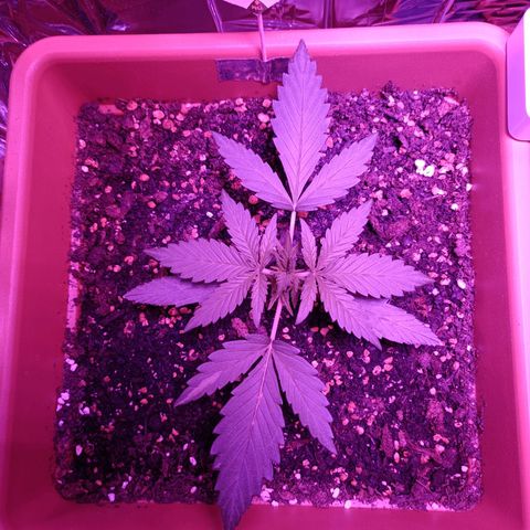 Auto White Widow growlog timeline photo